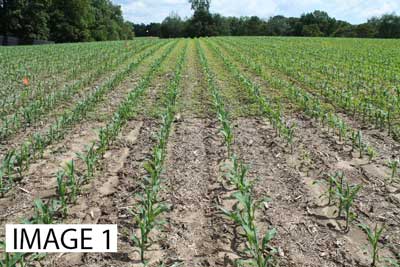 RESIDUAL HERBICIDES OVER EMERGED CORN AND SOYBEANS